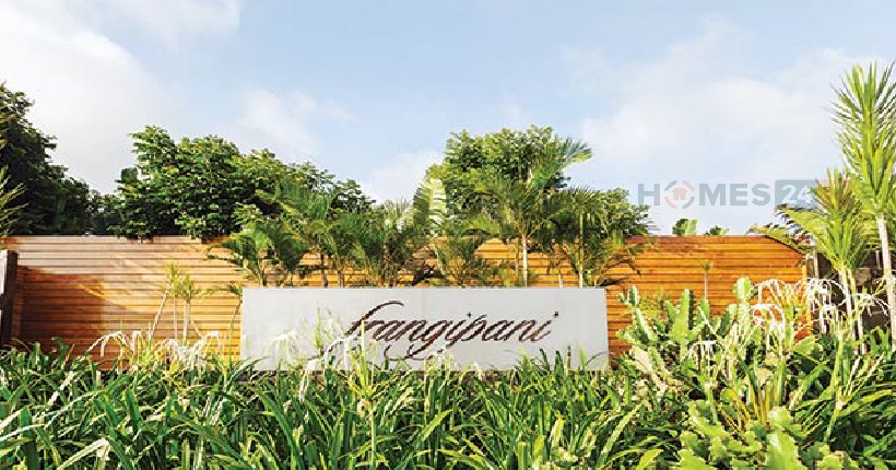 Frangipani