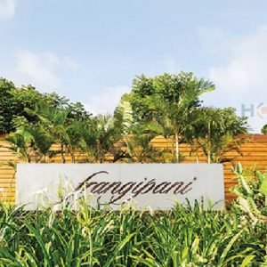 Frangipani