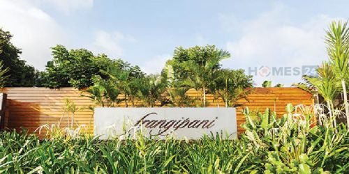 Frangipani