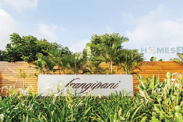 Frangipani