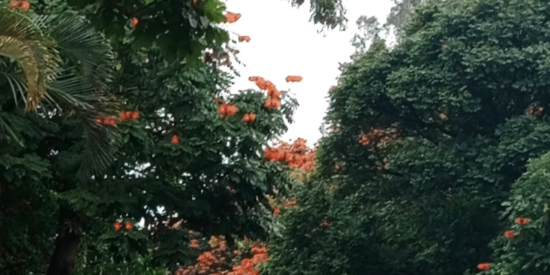 Screenshot 2025-07-05 110755